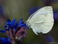 Pieris pseudorapae (Yalancı Beyazmelek)